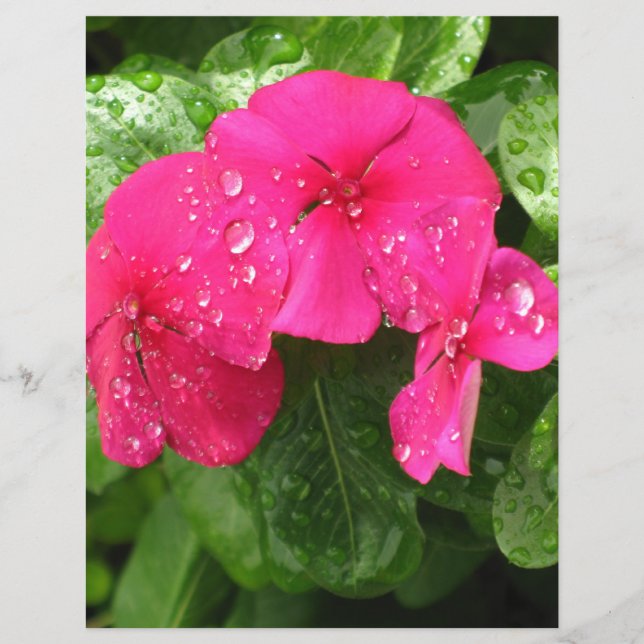 Lámina Papel de Scrapbooking de Flores Rosadas de Primave (Anverso)