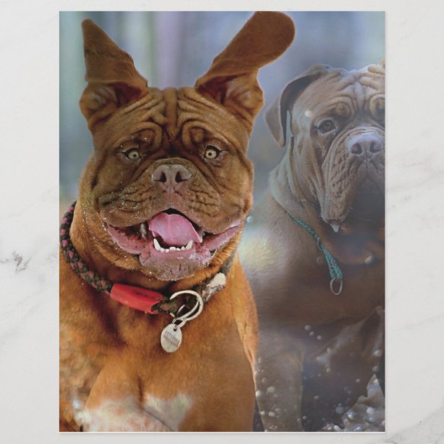 Lámina Papel Mastiff Plus (Anverso)