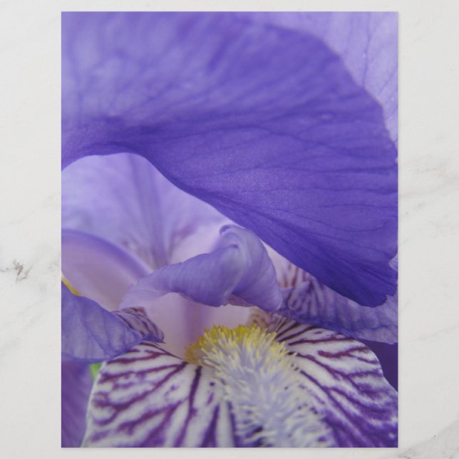 Lámina Papel para scrapbook Flores de Iris Púrpura Irises (Anverso)