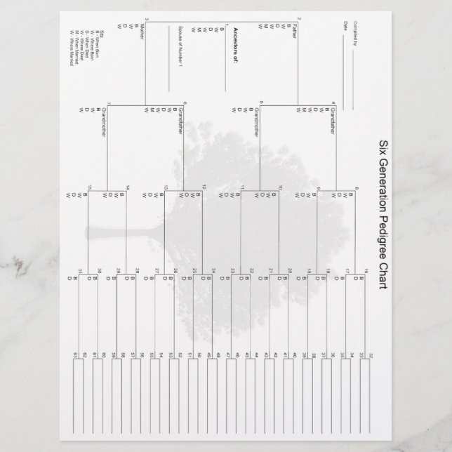 Lámina Papel pedigrí de seis generaciones (Anverso)