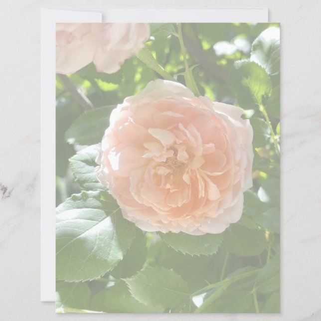 Lámina Papel rosa rosa rosa 8.5x11 (Anverso)