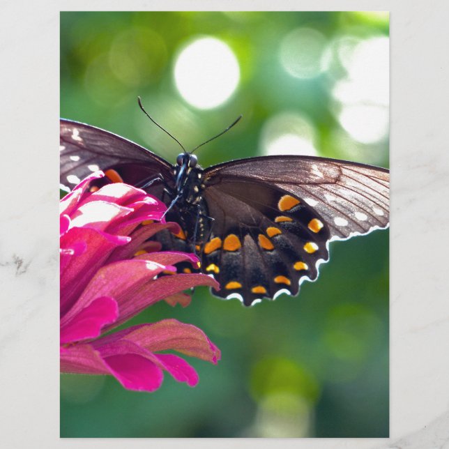 Lámina Papilio de la especia (Anverso)