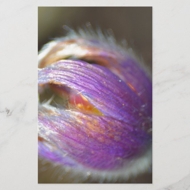 Lámina Pasque Flower Bud (Anverso)