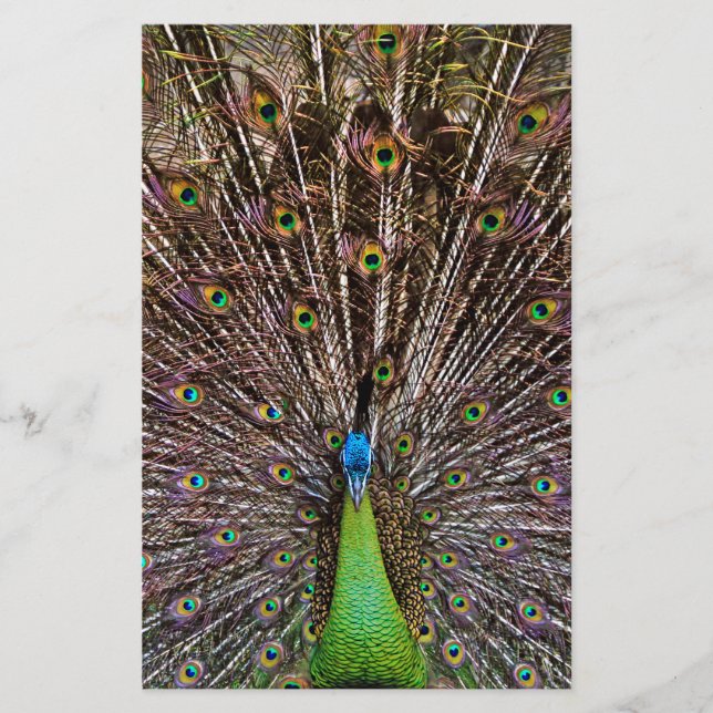 Lámina Pavo real (Anverso)