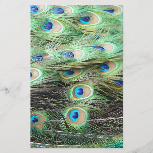Lámina Peacock Feathers (Anverso)