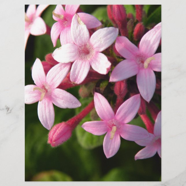 Lámina Pentas (Anverso)