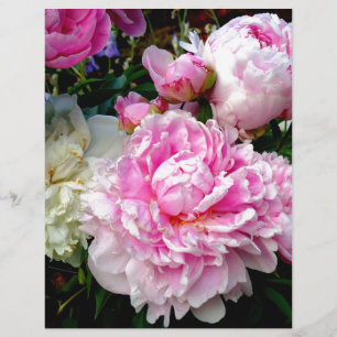 Lámina Peonias rosas y blancas