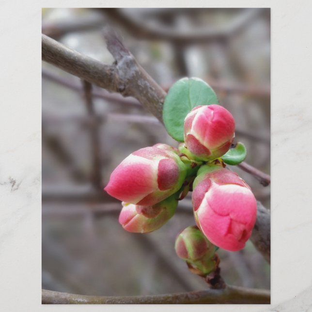Lámina pequeños brotes rojos (Anverso)