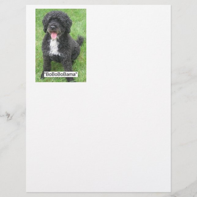 Lámina Perro acuático portugués Barack Obama (Anverso)