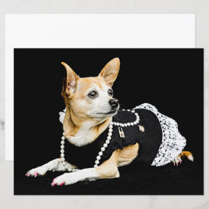 Lámina Perro lindo Chihuahua Tan Brown Elegante negro