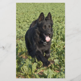 Lámina Perro Negro