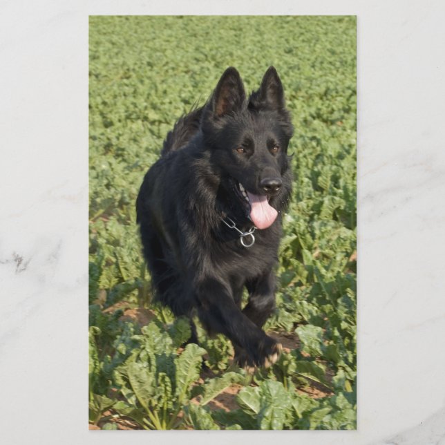 Lámina Perro Negro (Anverso)