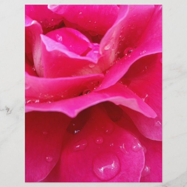 Lámina pétalos de rosa rosa rosa rosado (Anverso)