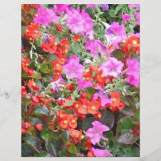 Lámina Petunia rosa y geranios rojos