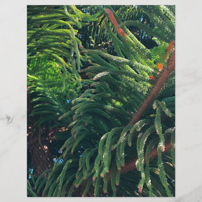 Lámina Pine de la Isla Norfolk (Anverso)