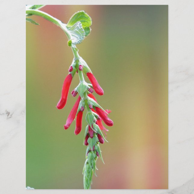 Lámina Pineapple Sage Bloom (Anverso)