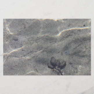 Lámina Pineconas en el agua