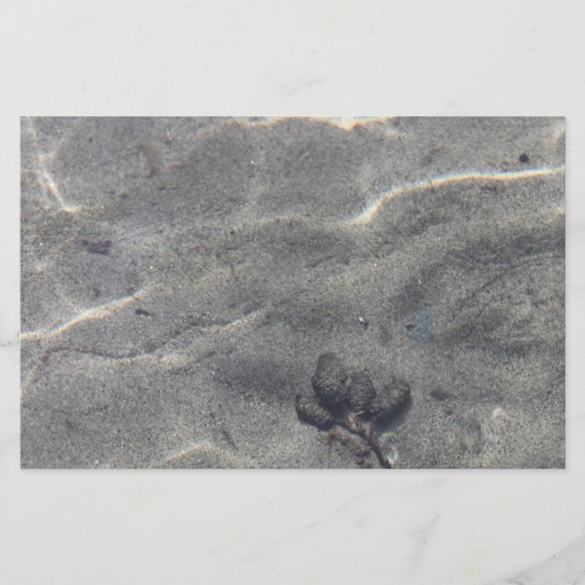 Lámina Pineconas en el agua (Anverso)