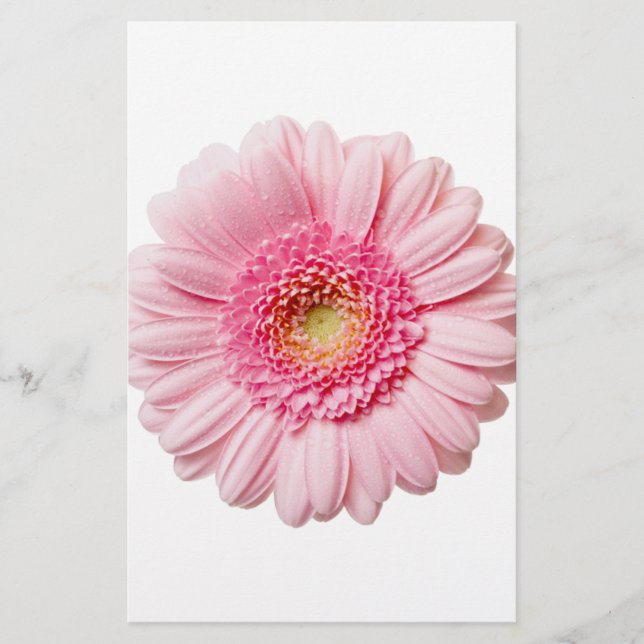 Lámina Pink Gerbera Daisy (Anverso)