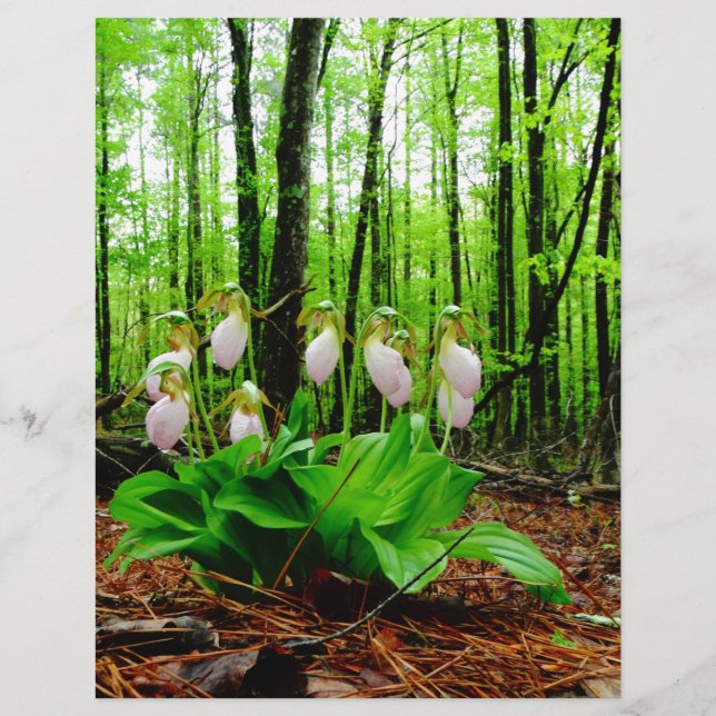 Lámina Pink Lady Slipper Wild Orchid (Anverso)