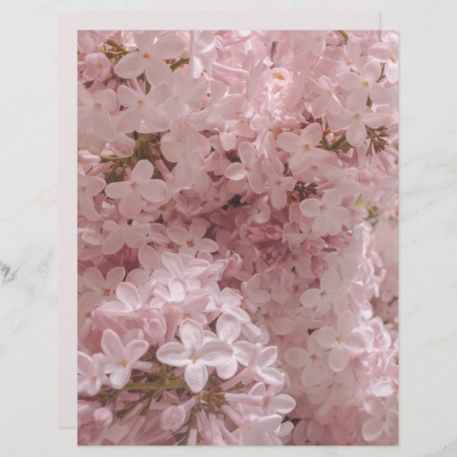 Lámina Pink lilac bloom close-up scrapbook paper (Anverso / Reverso)