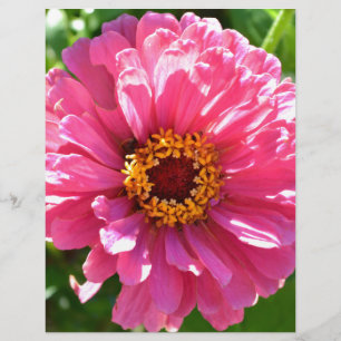 Lámina Pink Zinnia
