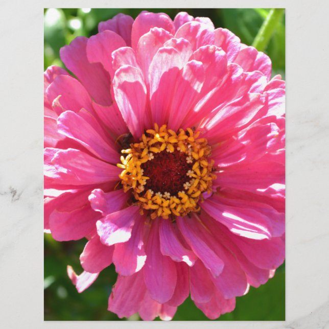 Lámina Pink Zinnia (Anverso)