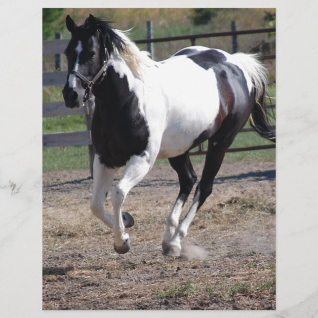 Lámina Pinto Paint Horse (Anverso)