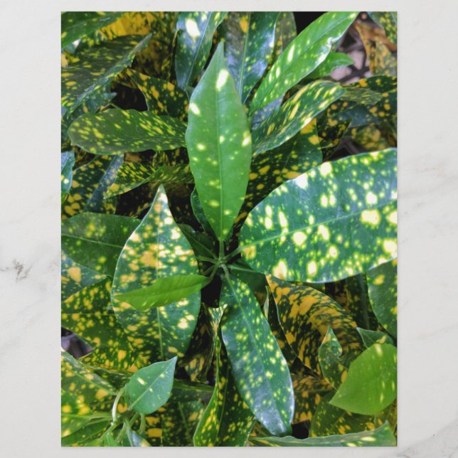 Lámina Planta Croton (Anverso)