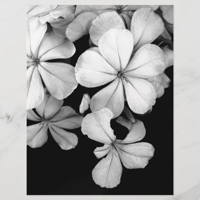 Lámina Plumbago blanco y negro (Anverso)