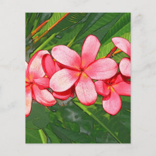 Lámina Plumeria