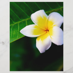 Lámina Plumeria