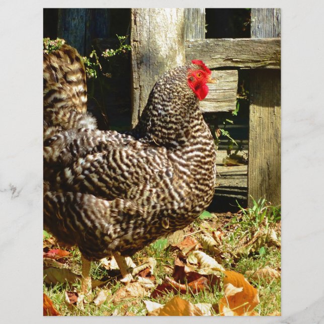 Lámina Pollo blanco y negro (Anverso)