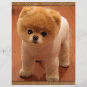 Lámina Pomerania Mascota de perro Puppy Pequeño bebé Ador