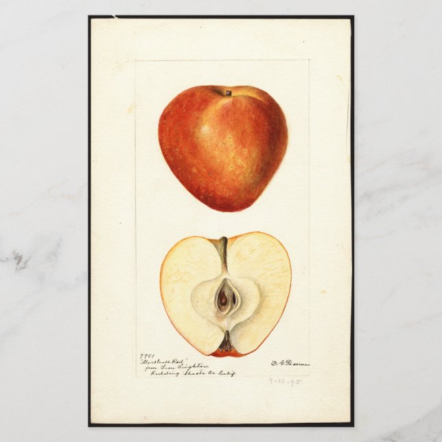 Lámina Pomological Watercolor Marshall Red Scrapbook (Anverso)