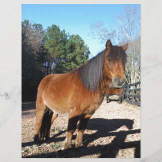 Lámina Poni marrón cielo turquesa