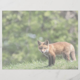 Lámina Postal del equipo del Fox rojo