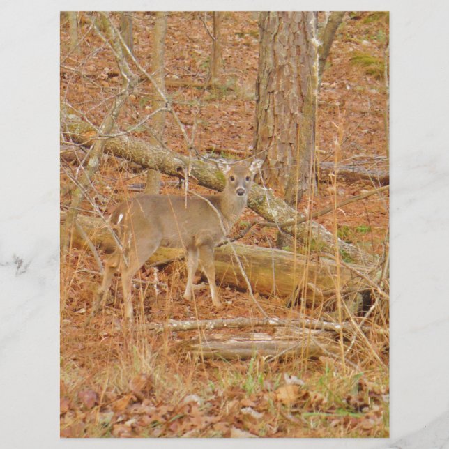 Lámina Primer invierno de Baby Deer (Anverso)
