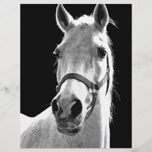 Lámina Primer plano Caballo blanco negro en la noche