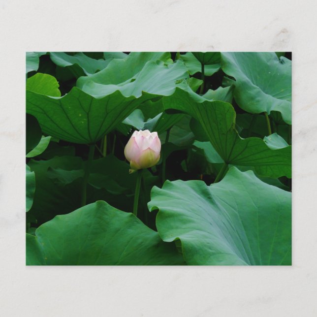 Lámina Próximamente floreciendo (Anverso)