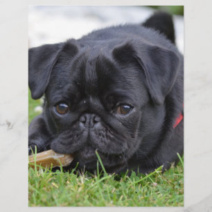 Lámina pug negro acostado