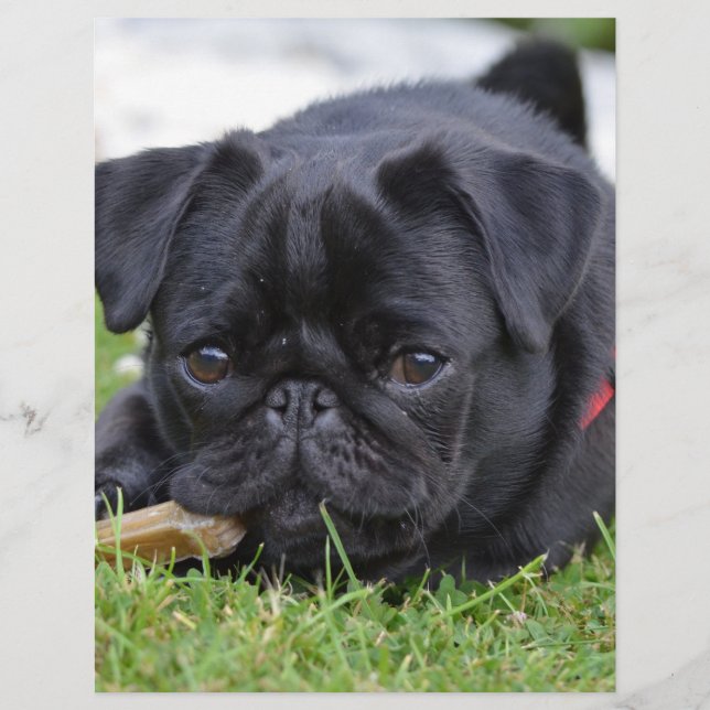 Lámina pug negro acostado (Anverso)
