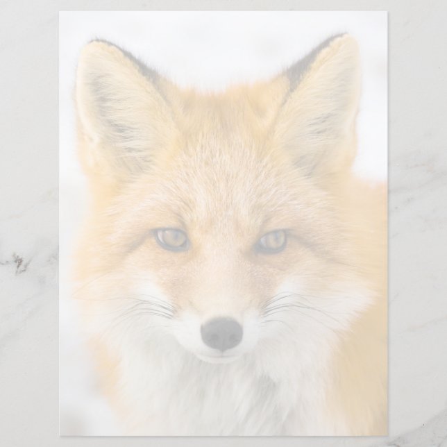 Lámina Red Fox Portrait (Anverso)