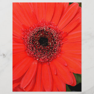 Lámina Red Gerbera