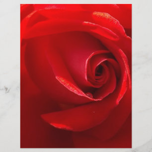 Lámina Red-Rose-3.jpg