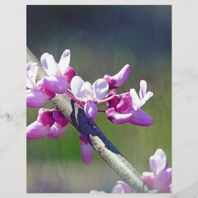 Lámina RedBud (Anverso)