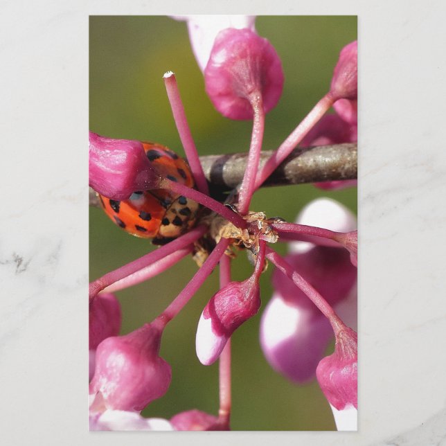 Lámina Redbud en flor con mariquita (Anverso)
