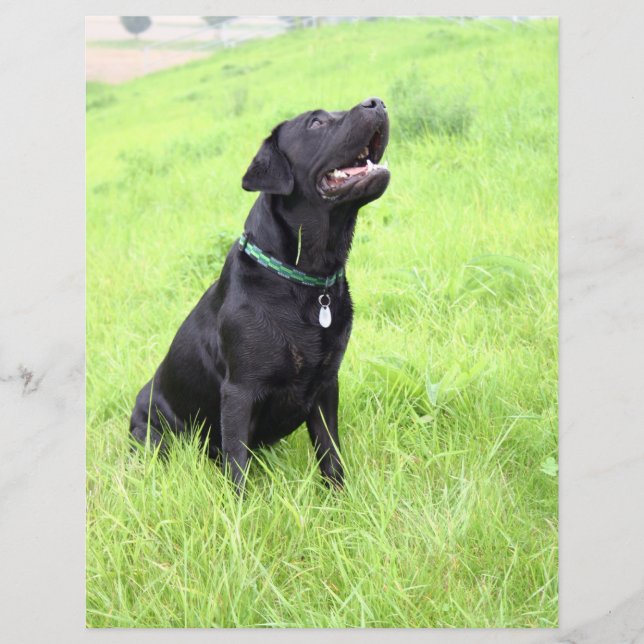 Lámina Registro de laboratorio negro (Anverso)