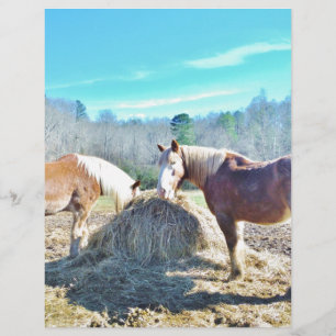 Lámina Rescatados Caballos Borradores comiendo heno