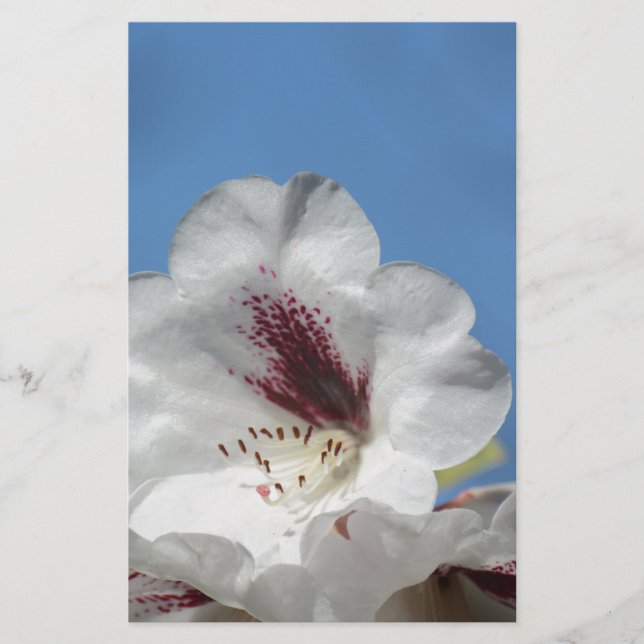 Lámina Rhododendrón blanco con Borgoña (Anverso)